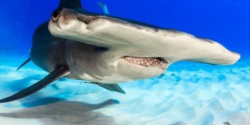 Огромная акула-молот вырвала 80-килограммовую добычу из рук рыбака
