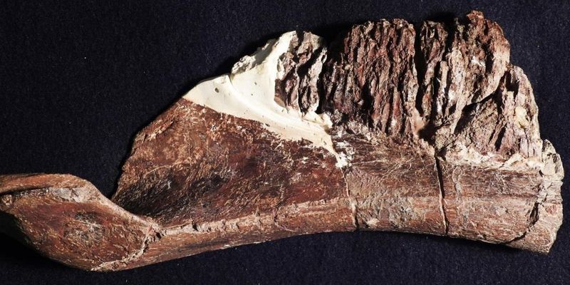 Ученые заявили о неизвестном ранее динозавре с "орлиным клювом": фото
