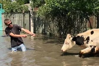 Кошек и собак выносят на руках: как спасают от подтопления животных в Херсонской области