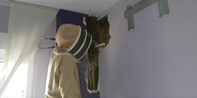 Супруги прожили с роем пчел в стене два года