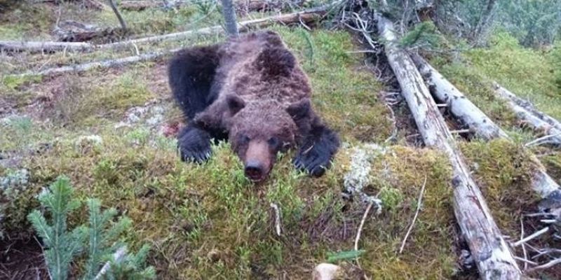 Ведмідь-людожер переслідував недосвідчених туристів: 16-річного хлопчика з'їли живцем