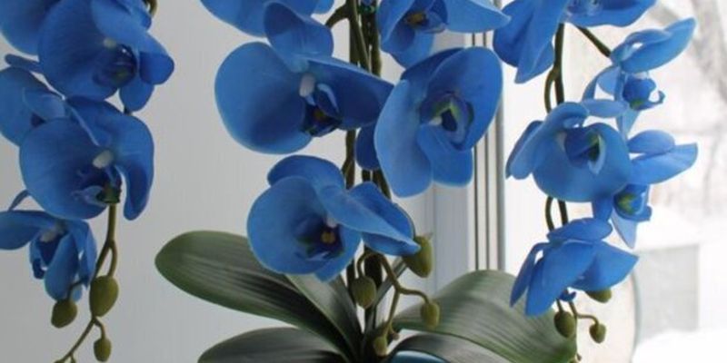 Орхидея завалит все окно цветами: какое аптечное средство нужно добавить к растению