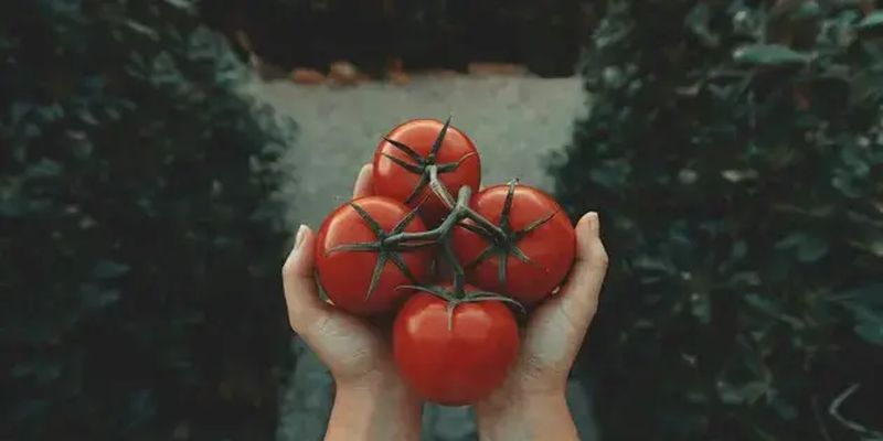 Цены пошли вниз: в Украине подешевели тепличные помидоры