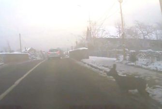 В Ужгороде автомобиль задел оленя
