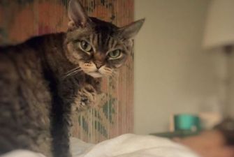 Замена Grumpy cat: Сеть покорила кошка со злой мордочкой