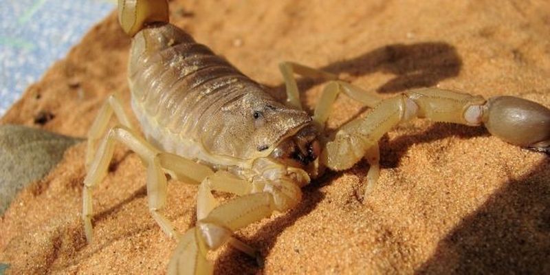 Доисторический скорпион оказался первым существом, которое вышло из воды на сушу