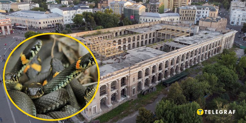 Нашествие змей в Киеве: вьются в клубки прямо посреди города