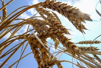 Українські аграрії скоротили переробку зерна на борошно