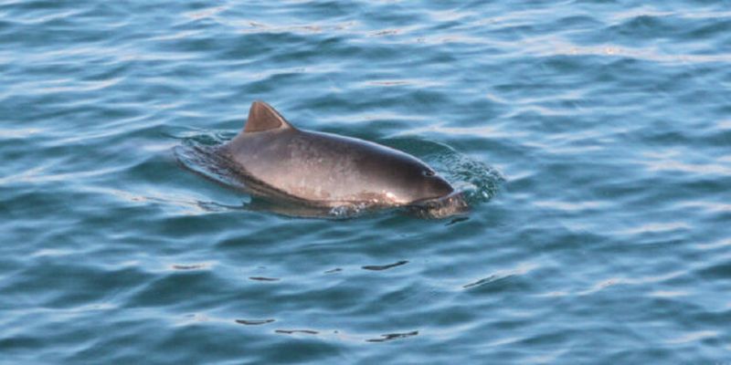 Десятки дельфинов погибли в марте из-за России — эколог