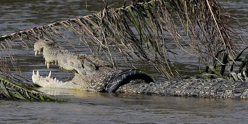 Крокодил затягнув у річку поліцейського, який шукав у воді телефон