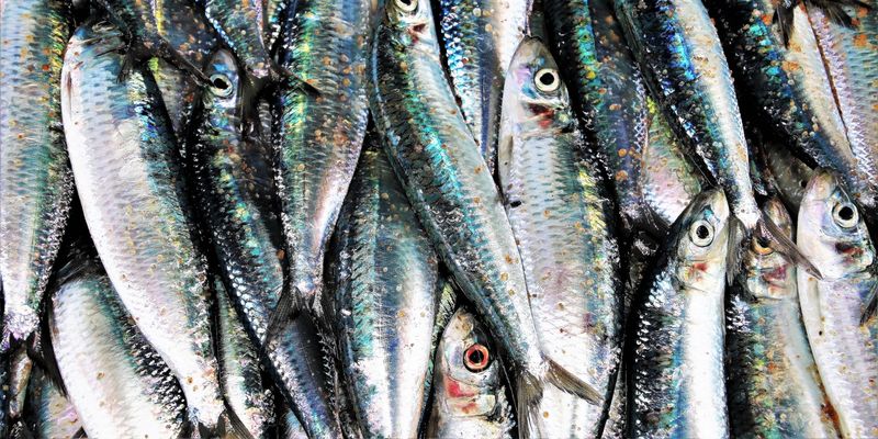 Виручка від експорту української риби збільшилися на 61%
