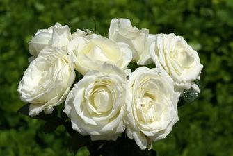 В каком случае не рекомендуется дарить белые розы