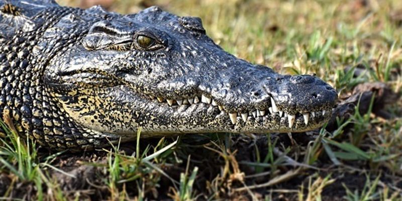 Крокодил растерзал ребенка на глазах друзей