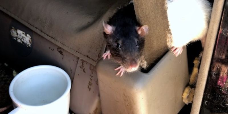 Одинокая американка завела 300 ручных крыс и горько пожалела об этом