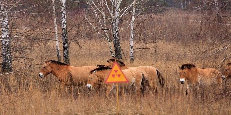 У Чорнобильській зоні побачили зниклий вид тварин