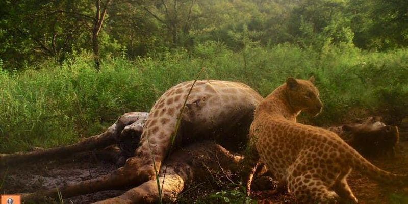 Надзвичайно рідкісного рожевого леопарда зняли на приховану камеру