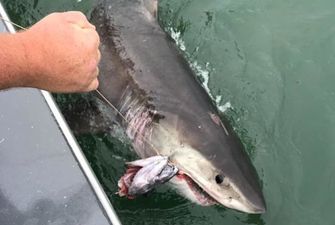 У США небезпечна акула протягнула човен із групою рибалок на три кілометри вперед