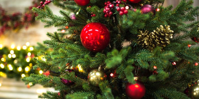 Выбираем новогоднюю елку: красивую, свежую и безопасную