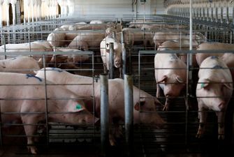 У Львівській області через чуму знищать 100 тисяч свиней