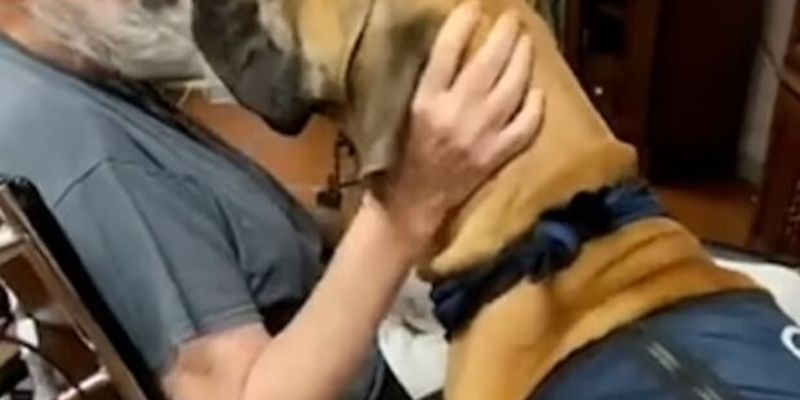 "Ніжний гігант": 78-кілограмовий пес рятує від самотності стареньких у будинках для людей похилого віку