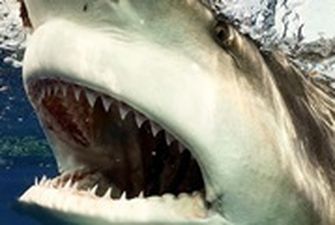 В Хургаде акула за день убила двух женщин