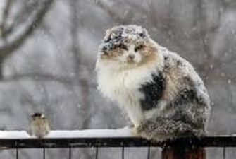 Синоптик рассказал, когда в Украине выпадет первый снег