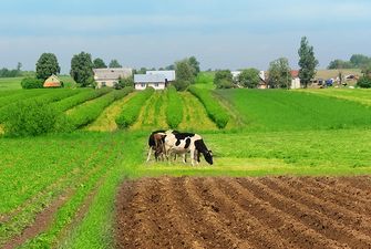Повернути молочні ріки. Як земельна реформа впливає на виробництво молока?
