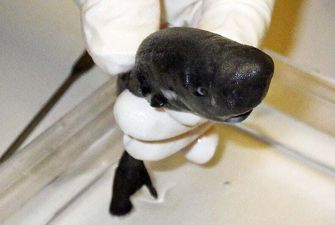 Ученые из США обнаружили новый "карманный" вид акул: фото