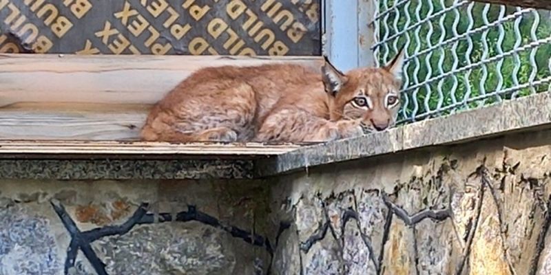 В Винницкий зоопарк привезли рысь из Николаева