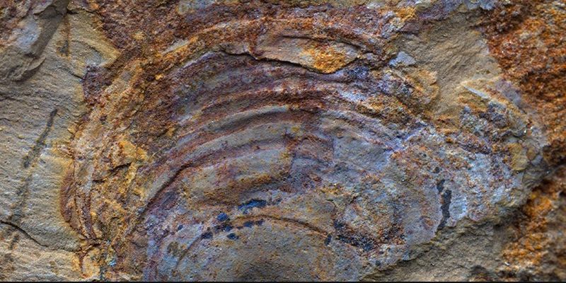 Фантом Ктулху. Странное нечто с щупальцами, обитавшее на Земле 500 млн лет назад, не было животным