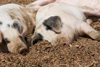 Ціни на живець свиней становлять 48-49 грн/кг