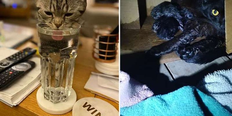 Фото кошек, которые случайно забрели в чужие дома и нашли свое счастье