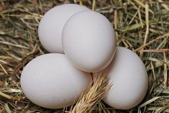 Банкрутство «Авангарду» завдасть збитків світовому ринку яєць