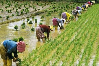 В Китае установили невероятный рекорд урожайности гибридного риса