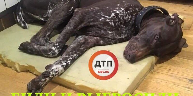 Избил и выбросил: в Киеве произошла варварская история с собакой