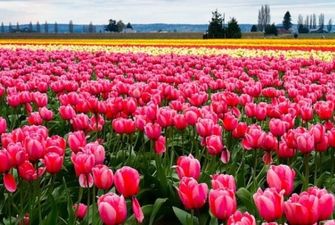 Возле Ивано-Франковска впервые расцветает тюльпанное поле