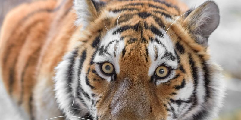 В России из машины посреди улицы выскочил тигр
