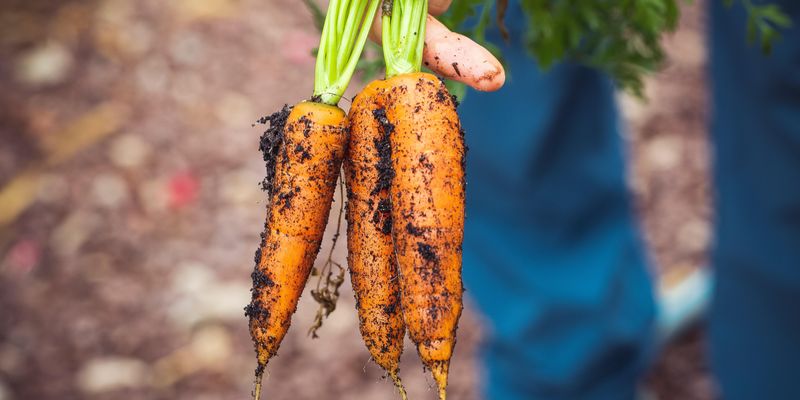 Морковь можно будет собирать непрерывно: уловки посадки овоща