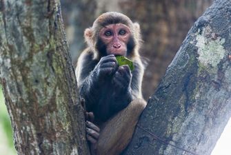 В Китае человек впервые умер от вируса обезьян