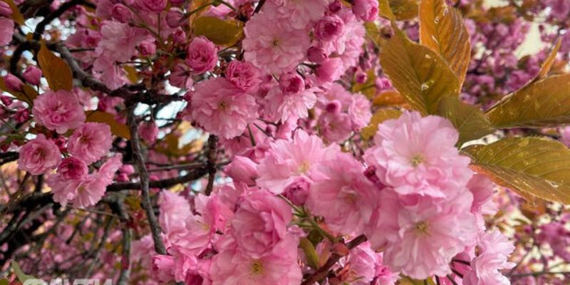 Когда цветет сакура в Ужгороде в 2024 году: где найти розовые деревья в городе