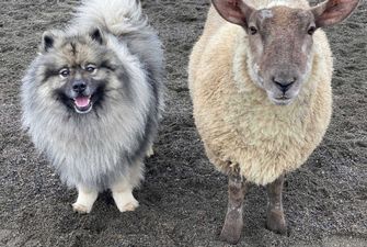 В Великобритании овца решила, что она собака, и играет с другими псами