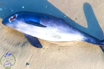 Ученые заявили, что жертвами войны в Украине стали более 50 тысяч дельфинов