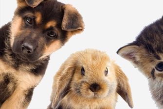 Украинские ветеринарные клиники предлагают владельцам животных бесплатные услуги: адреса клиник