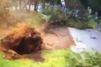 Ураган в Москве вырывал деревья с корнем и сносил крыши: на Украинском бульваре не обошлось без жертвы