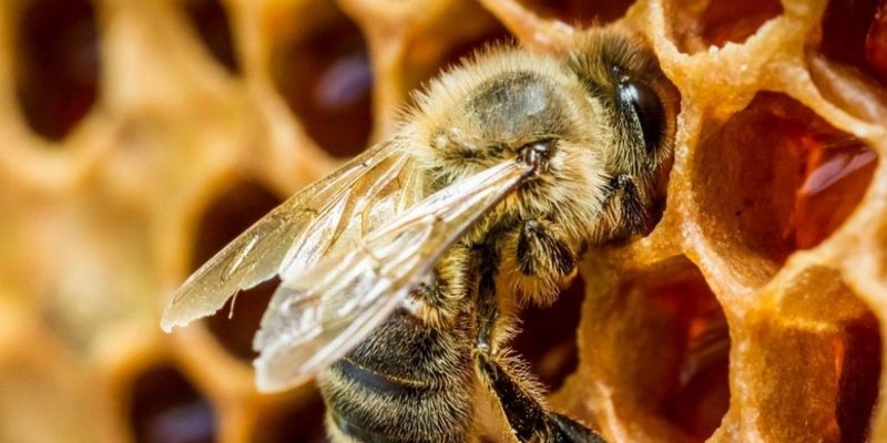 В Черкасской области от укуса пчелы умер 39-летний мужчина