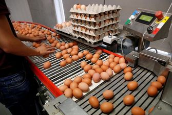 Украина значительно сократила производство яиц: что будет с ценами