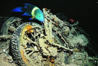 Удивительный коралловый риф вырос на затонувшем корабле времен Второй мировой