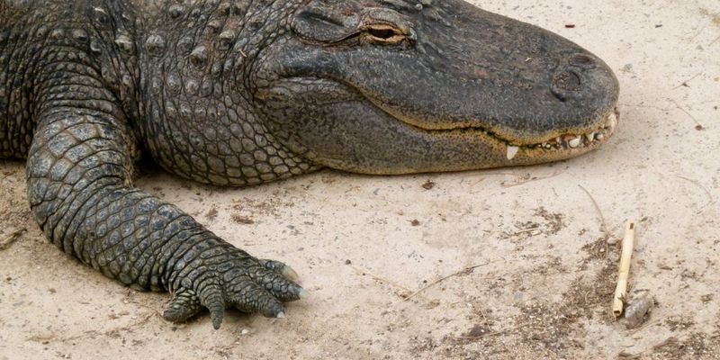 В США трехметровый аллигатор отобедал мертвым наркоманом