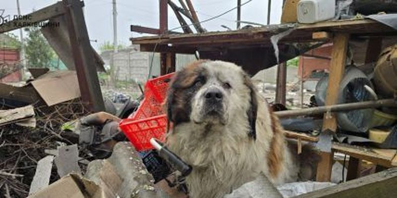 Авиабомба попала совсем рядом: пес чудом выжил после удара по Дергачам под Харьковом
