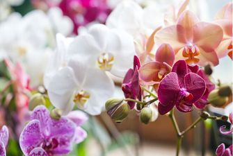 Мифический цветок: все, что нужно знать об орхидеях